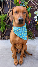 Load image into Gallery viewer, Koa's Ruff Life, Koa in a large blue chick magnet bandana