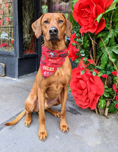 Load image into Gallery viewer, Koa's Ruff Life, Koa in a large red San Francisco 49ers bandana