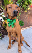Load image into Gallery viewer, Koa's Ruff Life, Koa in a large St Patrick's Day abstract sailor bow personalized with your pup's name