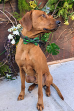 Load image into Gallery viewer, Koa's Ruff Life, Koa in a large luckyIrish bow tie for dogs