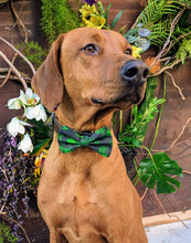 Load image into Gallery viewer, Koa's Ruff Life, Koa in a large luckyIrish bow tie for dogs