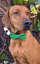 Load image into Gallery viewer, Koa's Ruff Life, Koa in a large St Patrick's Day abstract bow tie personalized in your pups name