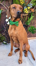 Load image into Gallery viewer, Koa's Ruff Life, Koa in a large St Patrick's Day abstract bow tie personalized in your pups name