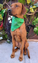 Load image into Gallery viewer, Koa's Ruff Life, Koa in a large St Patrick's Day abstract bandana personalized with your pups name