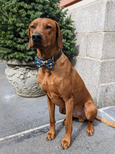 Load image into Gallery viewer, Koa's Ruff Life, Koa in a large "Cheers" bow tie for dogs