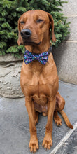 Load image into Gallery viewer, Koa's Ruff Life, Koa in a large "EGG-cited" bow tie for dogs.
