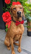 Load image into Gallery viewer, Koa's Ruff Life, Koa in a large red and black Mickey and Minnie bow tie for dogs