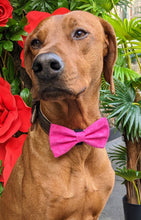 Load image into Gallery viewer, Koa's Ruff Life, Koa in a large pretty in pink (tonal) bow tie