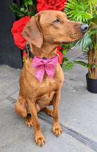 Load image into Gallery viewer, Koa's Ruff Life, Koa in a large pretty in pink (line) sailor bow for dogs