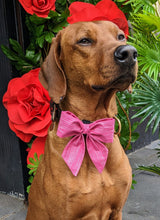Load image into Gallery viewer, Koa's Ruff Life, Koa in a large pretty in pink (line) sailor bow for dogs