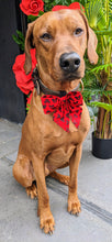 Load image into Gallery viewer, Koa's Ruff Life, Koa in a large red and black Disney Mickey and Minnie sailor bow