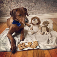Load image into Gallery viewer, Koa's Ruff Life, Koa with the dog cookies whcih is part of the gift box. Koa is featured in the royal blue large bow tie that is personalized on the left side.