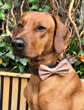 Load image into Gallery viewer, Koa's Ruff Life, Koa in the orange treehouse club large bow tie.