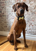 Load image into Gallery viewer, Koa's Ruff Life, Koa in the yellow bee double layered bow tie for dogs, large! Perfect accesory for spring.