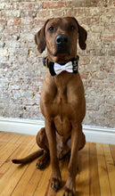 Load image into Gallery viewer, Koa's Ruff Life, Koa in the wedding "best dog" bow tie. This bow tie has the classic tuxedo look. Also may be personalized with "dog of honor" or your pup's name.
