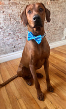 Load image into Gallery viewer, Koa's Ruff Life, Koa in the blue aloha honu large bow tie for dogs and matching collar. Bring the spirit of Hawaii to your town!