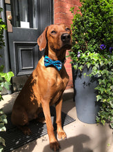 Load image into Gallery viewer, Koa's Ruff Life, Koa in the blue Hawaiian large bow tie. Bring the aloha spirit of Hawaii hime.