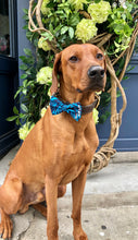 Load image into Gallery viewer, Koa's Ruff Life, Koa in the blue Hawaiian large bow tie. Bring the aloha spirit of Hawaii hime.