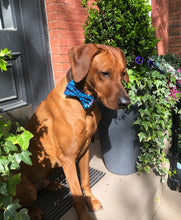 Load image into Gallery viewer, Koa's Ruff Life, Koa in the blue Hawaiian large bow tie. Bring the aloha spirit of Hawaii hime.