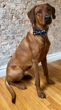 Load image into Gallery viewer, Koa's Ruff Life, Koa in the large blue Japanese bow tie with cherry blossoms.