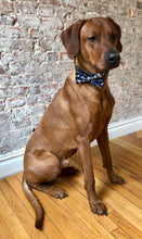 Load image into Gallery viewer, Koa's Ruff Life, Koa in the large blue Japanese bow tie with cherry blossoms.