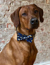 Load image into Gallery viewer, Koa's Ruff Life, Koa in the large blue Japanese bow tie with cherry blossoms.