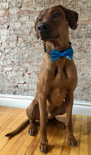 Load image into Gallery viewer, Koa's Ruff Life, Koa in a blue personalized large bow tie, pup's name on bottom  left.Koa's Ruff Life, Koa in a blue personalized large bow tie for dogs, pup's name on bottom  left.