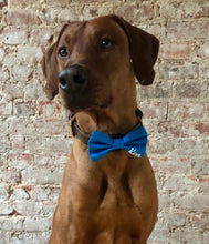 Load image into Gallery viewer, Koa's Ruff Life, Koa in a blue personalized large bow tie, pup's name on bottom  left.Koa's Ruff Life, Koa in a blue personalized large bow tie for dogs, pup's name on bottom  left.