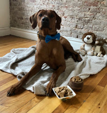 Load image into Gallery viewer, Koa's Ruff Life, Koa in a blue personalized large bow tie for dogs, pup's name on bottom  left. Mini dog treats.