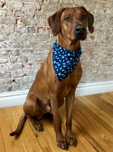 Load image into Gallery viewer, Koa's Ruff Life, Koa in the blue dog paw and bone bandana, for large dogs.