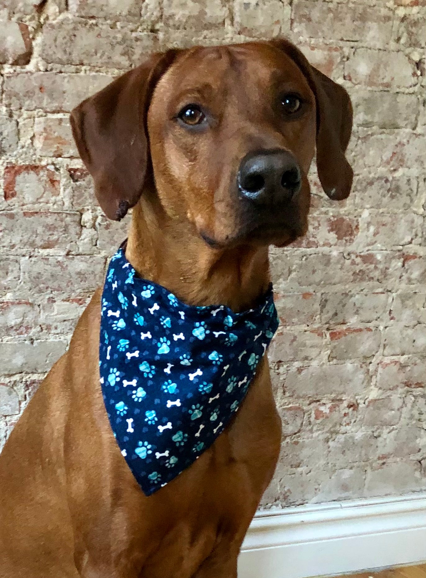 Blue bandana on sale for dogs