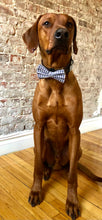 Load image into Gallery viewer, Koa's Ruff Life, Koa in the blue/white plaid bow tie.