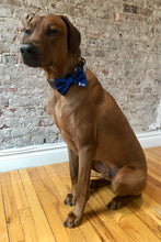 Load image into Gallery viewer, Koa's Ruff Life, Koa in the personalized navy cosmo blue large bow tie. Personalized with your pup's name!