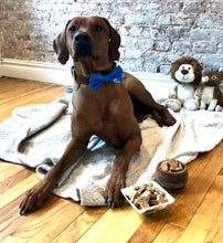 Load image into Gallery viewer, Koa's Ruff Life, Koa with mini dog treats, organic human ingredients, gluten free, no preservatives. Flavors: peanut butter, cheese, and pumpkin.