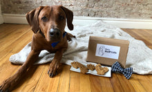 Load image into Gallery viewer, Koa's Ruff Life, Koa with the dog cookies whcih is part of the gift box. Koa is featured in the royal blue large bow tie that is personalized on the left side. dog bow tie for dogs