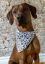 Load image into Gallery viewer, Koa's Ruff Life, Koa is in the white leopard large bandana.
