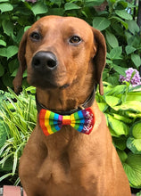 Load image into Gallery viewer, Koa's Ruff life, love is love rainbow pride bow tie. Show your support tot he LGBT community and choose love.