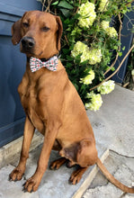 Load image into Gallery viewer, Koa's Ruff Life, Koa in the large mama's boy bow tie. Show off your fur baby's love for his mom!
