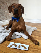 Load image into Gallery viewer, Koa's Ruff Life, Koa with mini dog treats, organic human ingredients, gluten free, no preservatives. Flavors: peanut butter, cheese, and pumpkin.