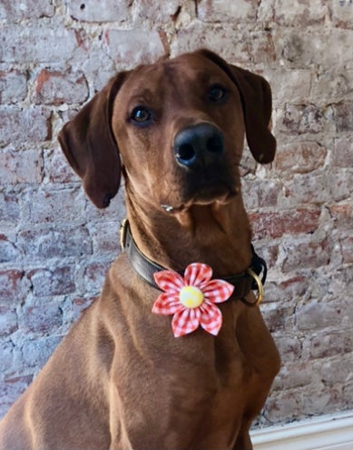 Koa's Ruff Life, Koa in the orange checker flower for dog collar.