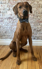 Load image into Gallery viewer, Koa's Ruff Life, Koa in the blue/grey plaid personalized large bow tie for dogs.