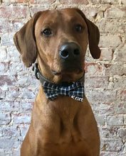 Load image into Gallery viewer, Koa's Ruff Life, Koa in the blue/grey plaid personalized large bow tie for dogs.