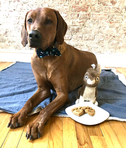 Koa's Ruff Life, Koa with personalized dog heart paw cookie, organic human ingredients, gluten free, no preservatives. Flavors: peanut butter, cheese, and pumpkin.