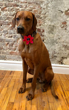 Load image into Gallery viewer, Koa's Ruff Life, Koa in the large pink flower for dog collar with various center (blue paw, bees, red heart, and pink).)