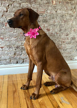 Load image into Gallery viewer, Koa's Ruff Life, Koa in the pink aloha princess collar and large flower for dog collar. Bring the Hawaii inspired dog accessories to your town!