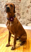 Load image into Gallery viewer, Koa's Ruff Life, Koa in the purple large flower for dog collar. Available cover button in purple plaid, blue, pink or white paw. Perfect accessory for spring.