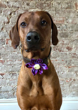 Load image into Gallery viewer, Koa's Ruff Life, Koa in the purple plaid flower for dog collar. The perfect accessory for spring.