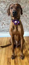 Load image into Gallery viewer, Koa's Ruff Life, Koa in the purple plaid flower for dog collar. The perfect accessory for spring.