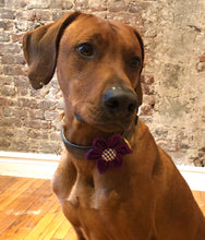 Load image into Gallery viewer, Koa's Ruff Life, Koa in the purple large flower for dog collar. Available cover button in purple plaid, blue, pink or white paw. Perfect accessory for spring.