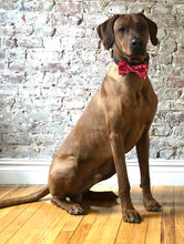 Load image into Gallery viewer, Koa's Ruff Life, Koa in the red Hawaiian flower bow tie. Bring the Aloha spirit to your town!
